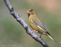 Carduelis chloris